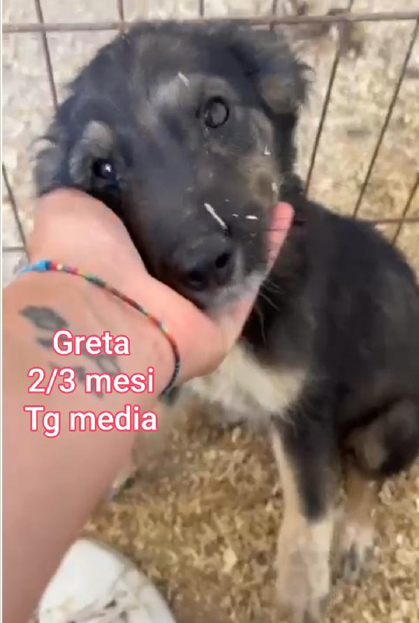 Cuccioli destinati a crescere soli  Foto 3