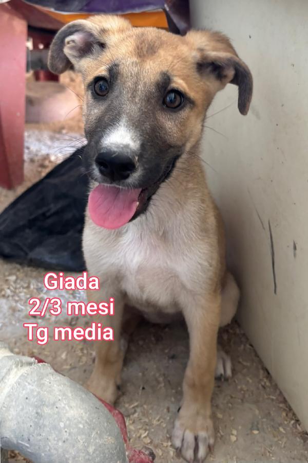 Cuccioli destinati a crescere soli  Foto 6