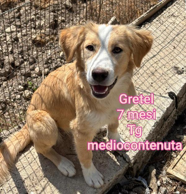 Cuccioli destinati a crescere soli  Foto 7