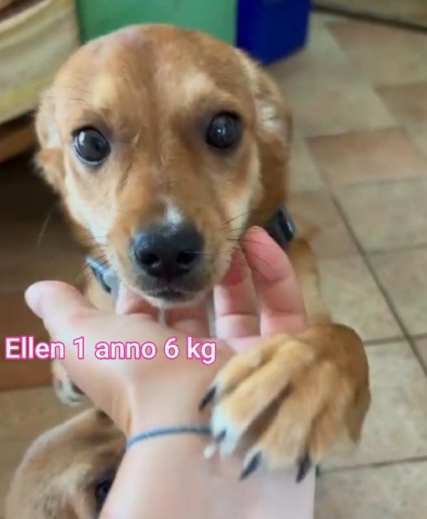 Cani Taglia Piccola E Mediopiccola. 