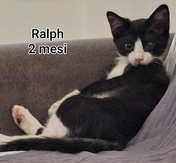 MICINI MERAVIGLIOSI IN ADOZIONE  Foto 8