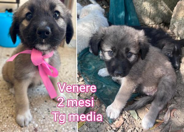 Troppi Cuccioli Chiusi In Rifugio 