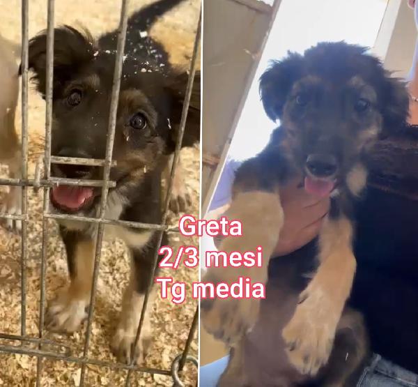 Troppi cuccioli chiusi in rifugio  Foto 3