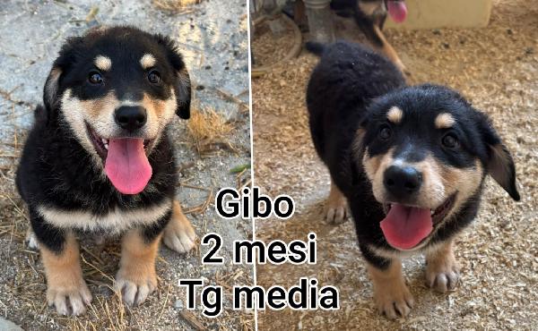 Troppi cuccioli chiusi in rifugio  Foto 4
