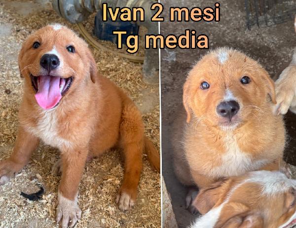 Troppi cuccioli chiusi in rifugio  Foto 6