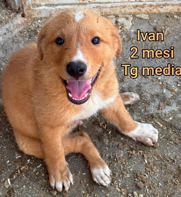 Cucciolotti taglia media Foto 2