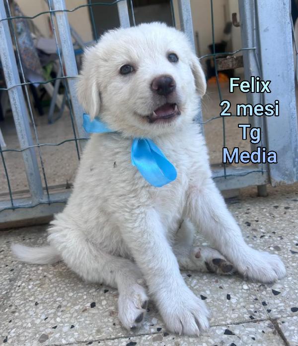 Cucciolotti taglia media Foto 7