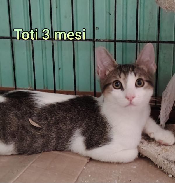 ADOTTA UN MICIO Foto 7