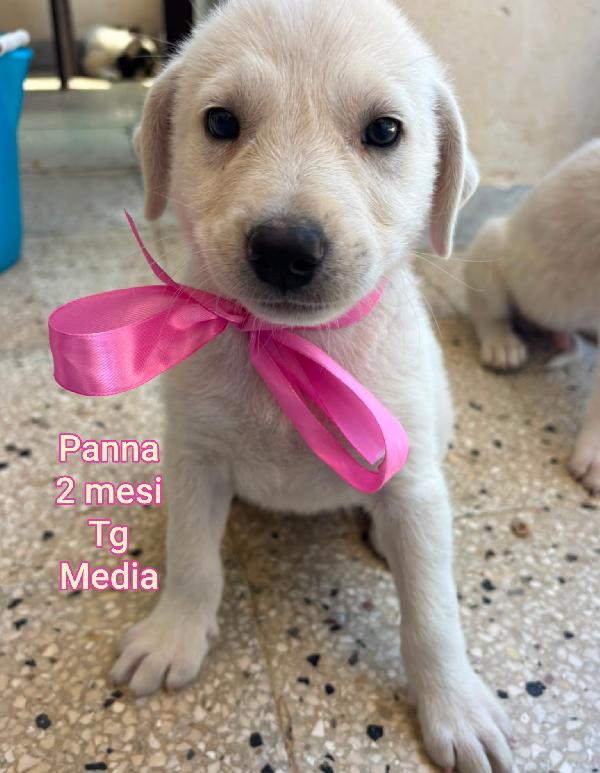 2 Mesi: Cuccioli Gettati A Morire