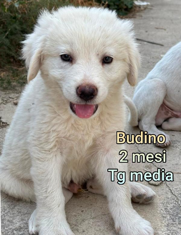 2 mesi: cuccioli gettati a morire Foto 6
