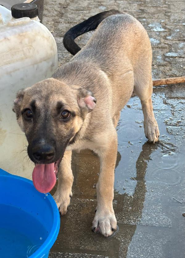 Cucciola sola e triste  Foto 2