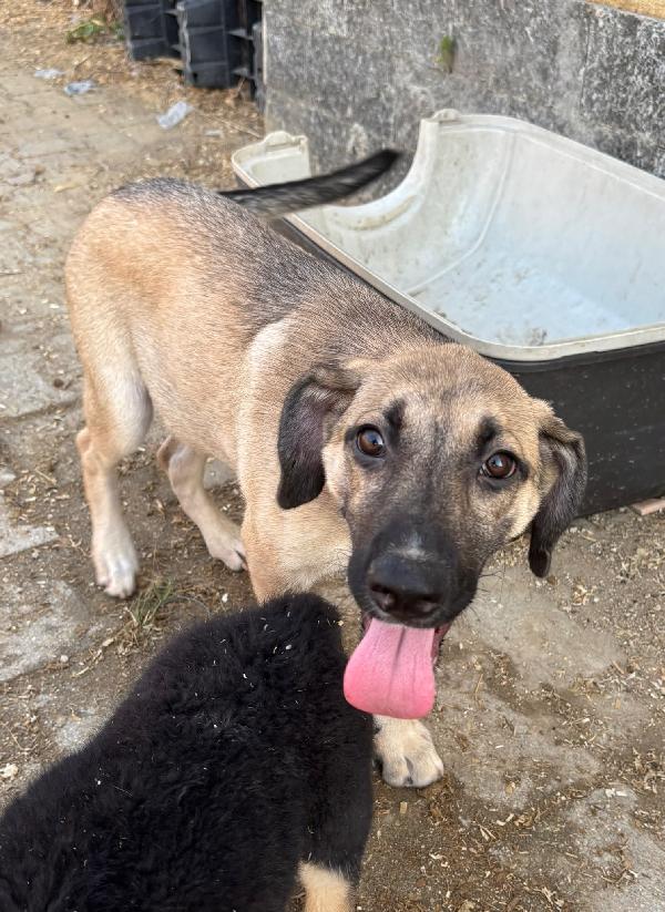 Cucciola sola e triste  Foto 5