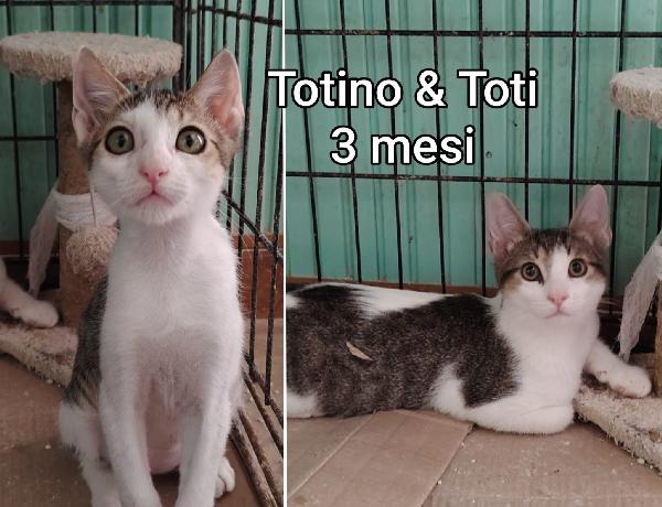 TELEFONA: MICINI IN CERCA DI FORTUNA Foto 3