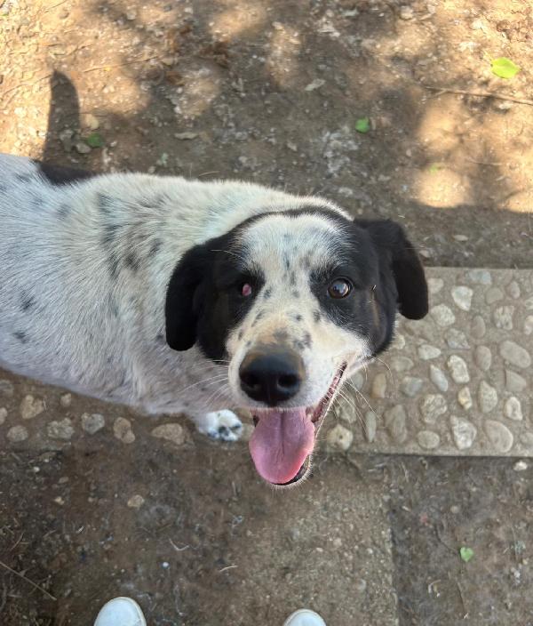 Ben Splendido Cagnolone Ipovedente Cerca Casa 