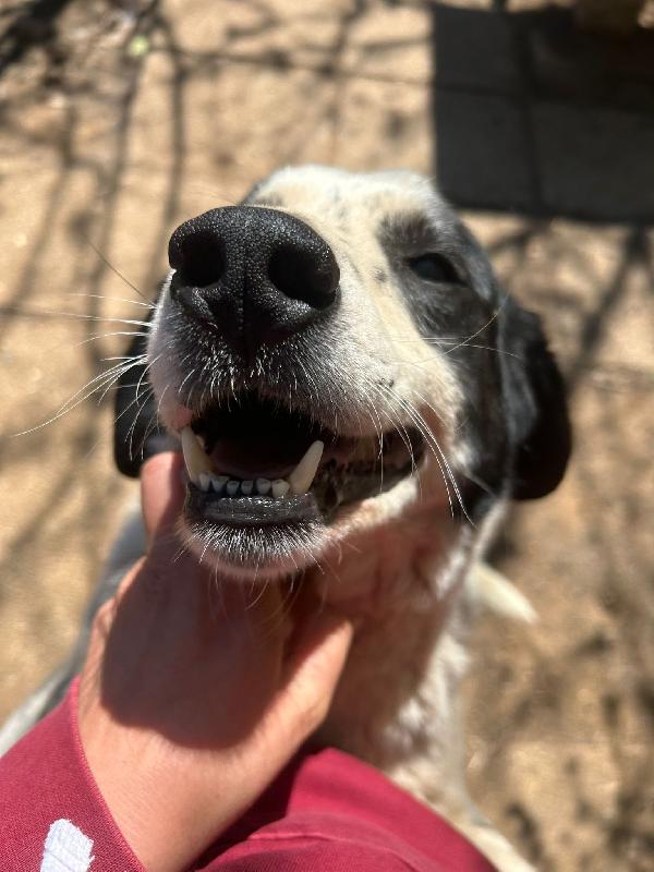 Ben splendido cagnolone ipovedente cerca casa  Foto 2