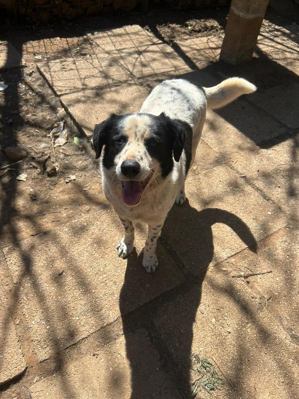 Ben splendido cagnolone ipovedente cerca casa  Foto 3