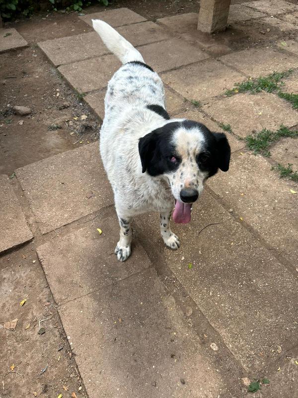 Ben splendido cagnolone ipovedente cerca casa  Foto 4