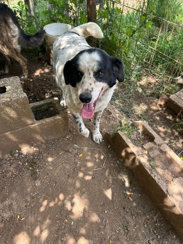 Ben splendido cagnolone ipovedente cerca casa  Foto 5
