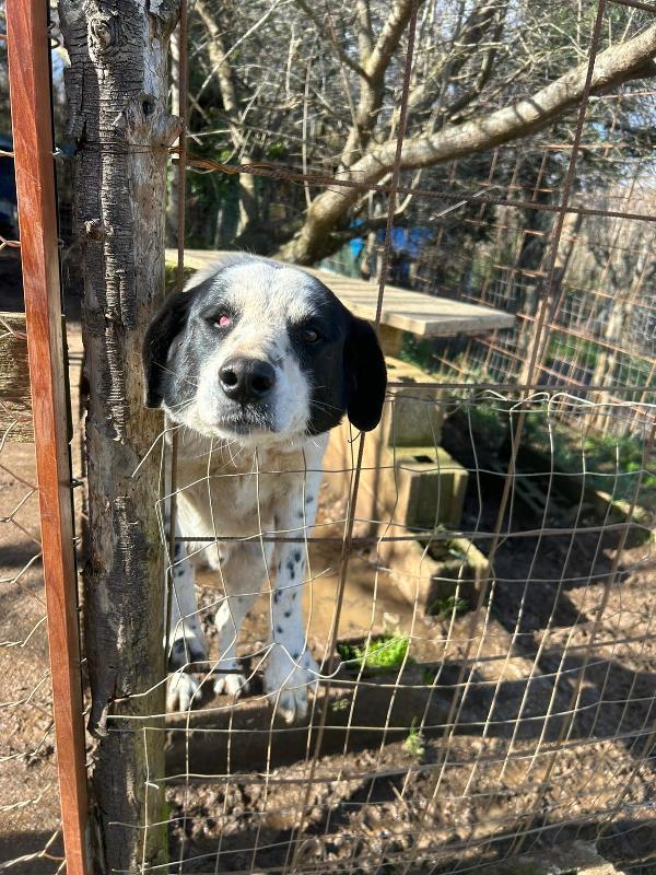Ben splendido cagnolone ipovedente cerca casa  Foto 6