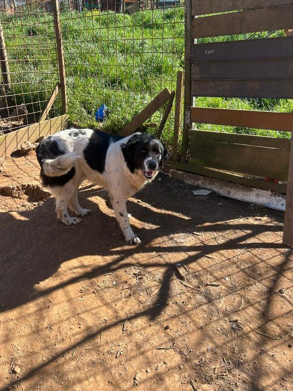 Lola splendida giovanotta simil Border Collie cerca casa  Foto 3