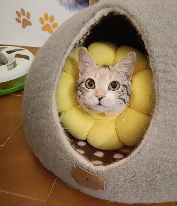 IRIDELLA, dolce micina in adozione! Foto 2