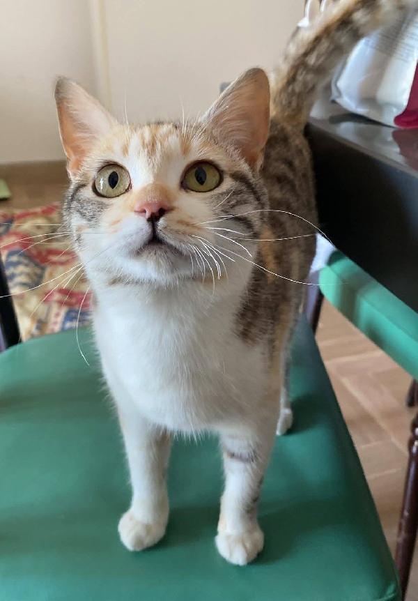 IRIDELLA, dolce micina in adozione! Foto 4