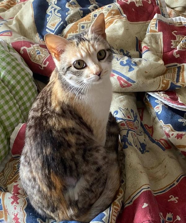 IRIDELLA, dolce micina in adozione! Foto 5