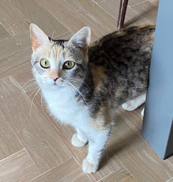 IRIDELLA, dolce micina in adozione! Foto 6