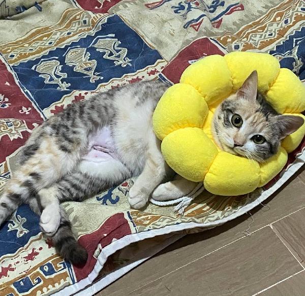 IRIDELLA, dolce micina in adozione! Foto 8