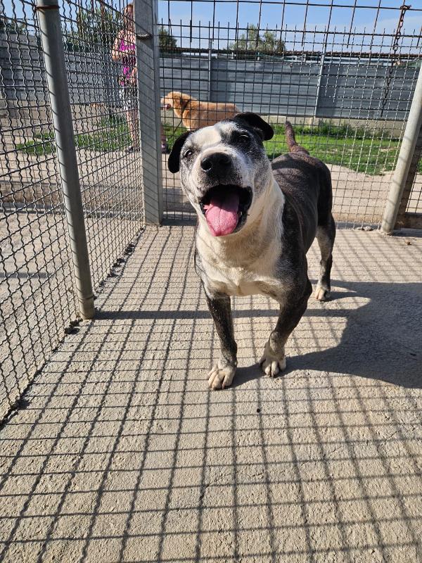 Zeus Meraviglioso Mix Pitbull Cerca Adozione Del Cuore 