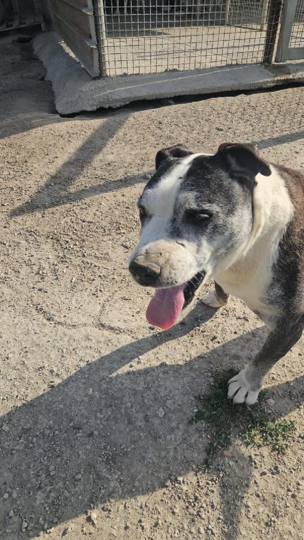Zeus meraviglioso mix Pitbull cerca adozione del cuore  Foto 3