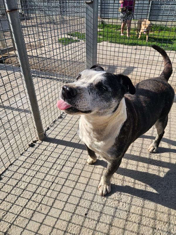 Zeus meraviglioso mix Pitbull cerca adozione del cuore  Foto 4