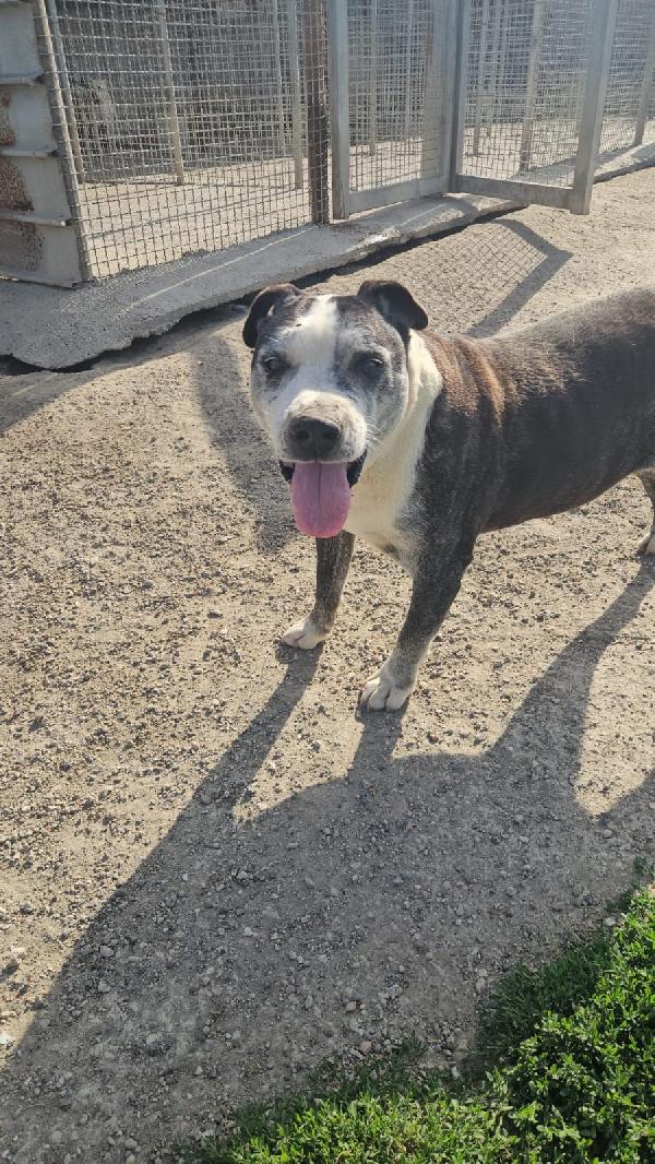 Zeus meraviglioso mix Pitbull cerca adozione del cuore  Foto 6