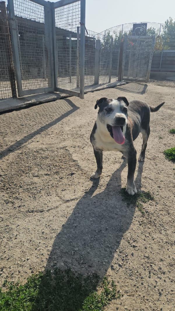 Zeus meraviglioso mix Pitbull cerca adozione del cuore  Foto 7