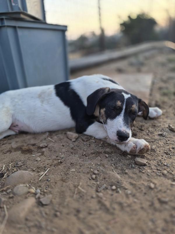 5mesi DOPO 7GIORNI NN LO VOGLIONO +!! URGENTE DESIO/ BRIANZA Foto 3