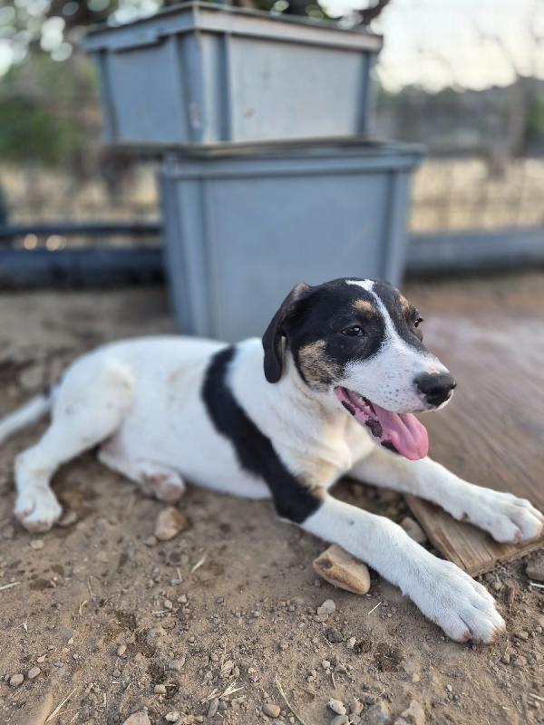 5mesi DOPO 7GIORNI NN LO VOGLIONO +!! URGENTE DESIO/ BRIANZA Foto 4