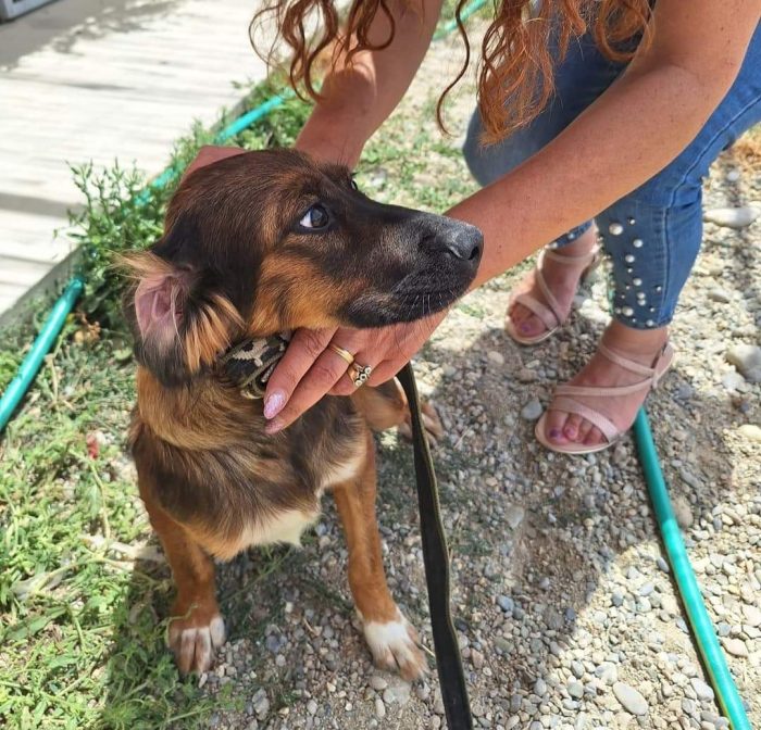 Mix Setter 2anni e 1/2 in canile da cucciolo