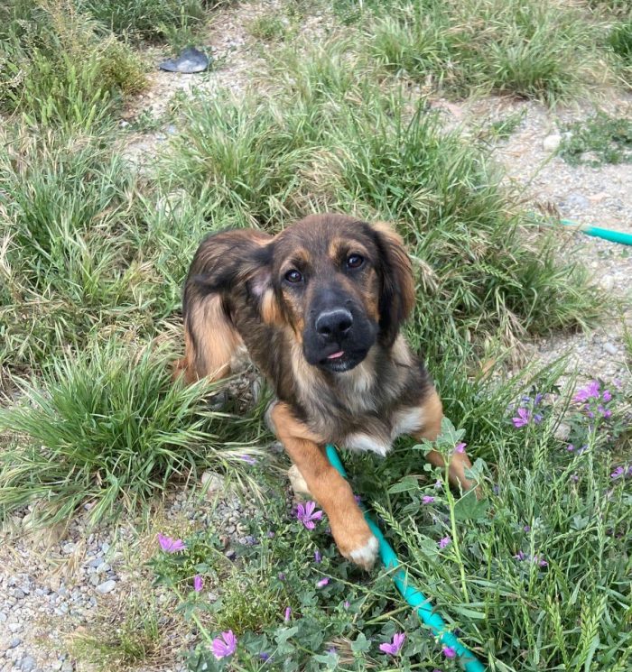 Mix Setter 2anni e 1/2 in canile da cucciolo