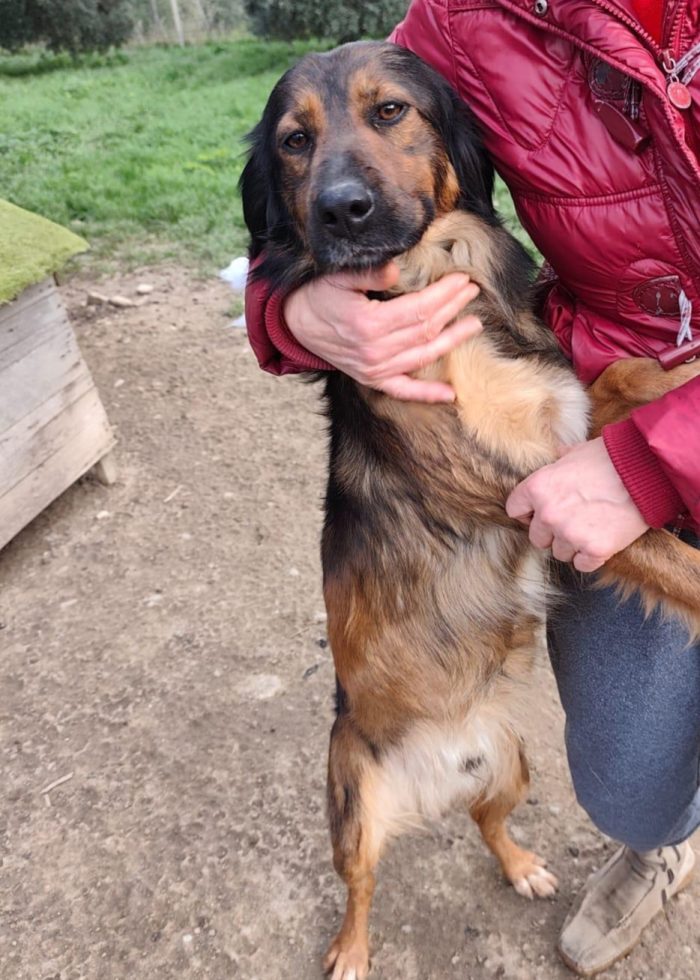 Mix Setter 2anni e 1/2 in canile da cucciolo - media 5