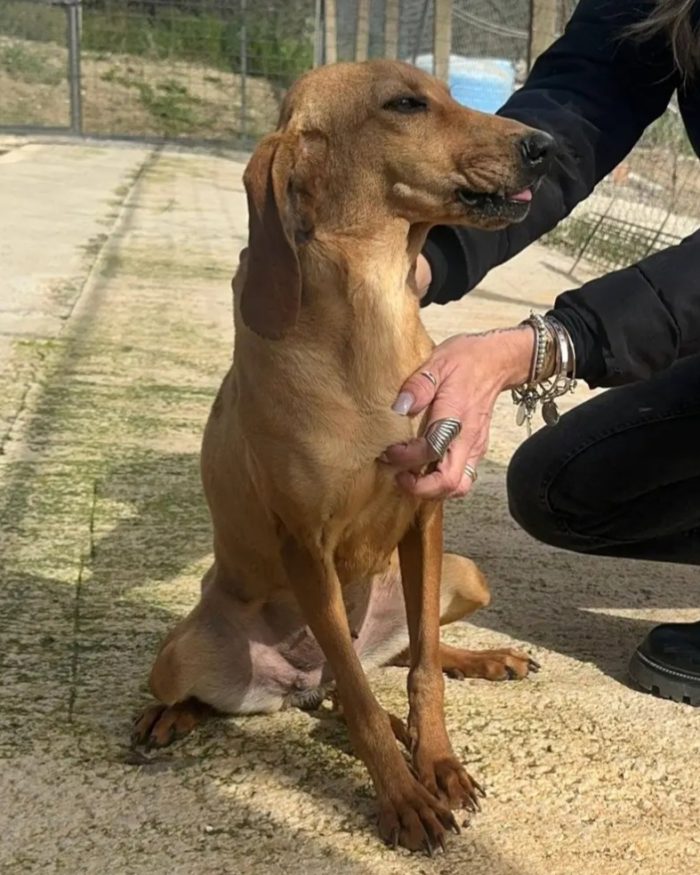 Nina segugia 3anni medio piccola in canile.SUD