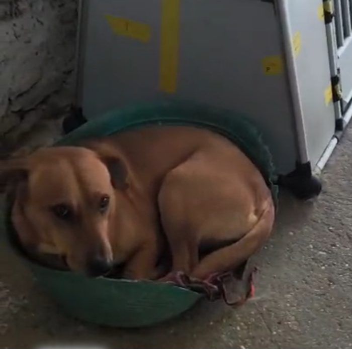 Giovane,nato in 1terra ostile agli animali!! HELP