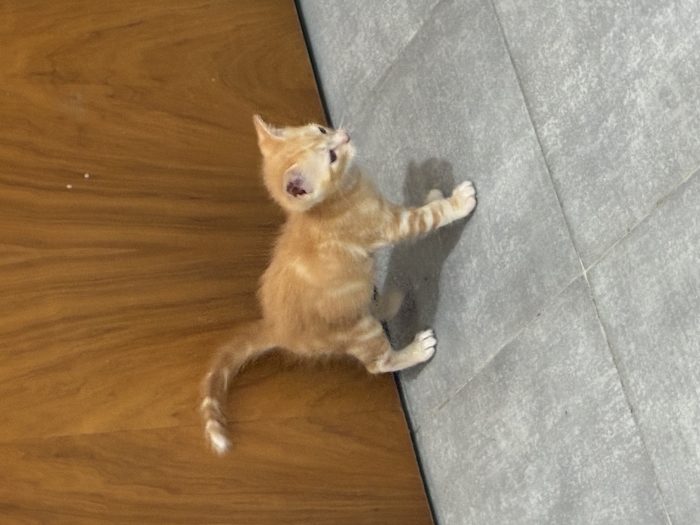 Due gattini in regalo