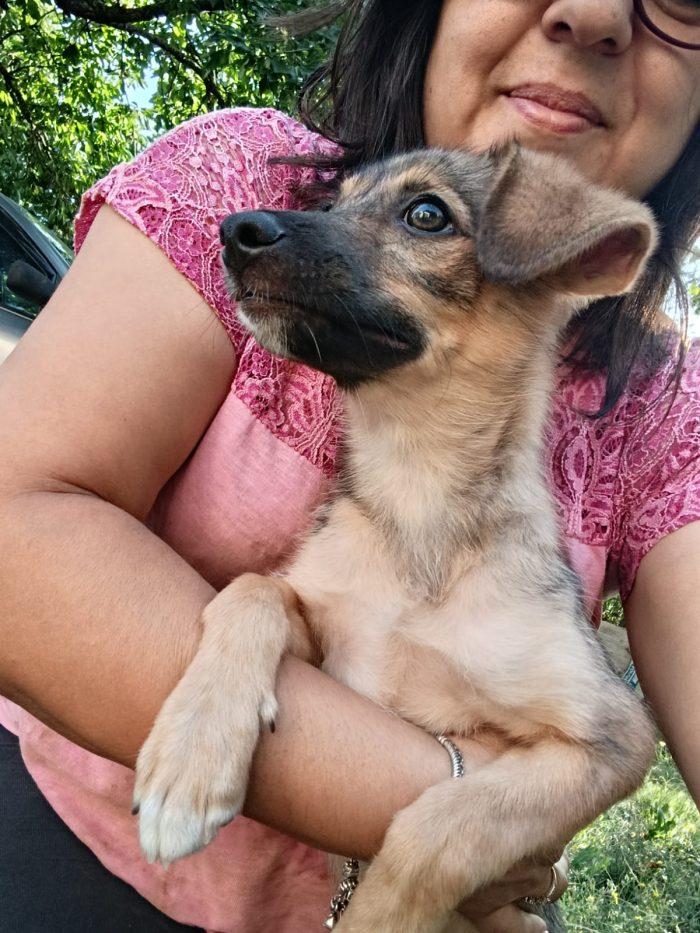 💖🐾 Camilla dolcissima cucciola taglia medio piccola in adozione