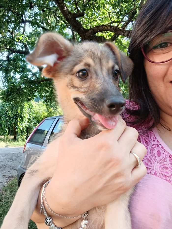 💖🐾 Camilla dolcissima cucciola taglia medio piccola in adozione