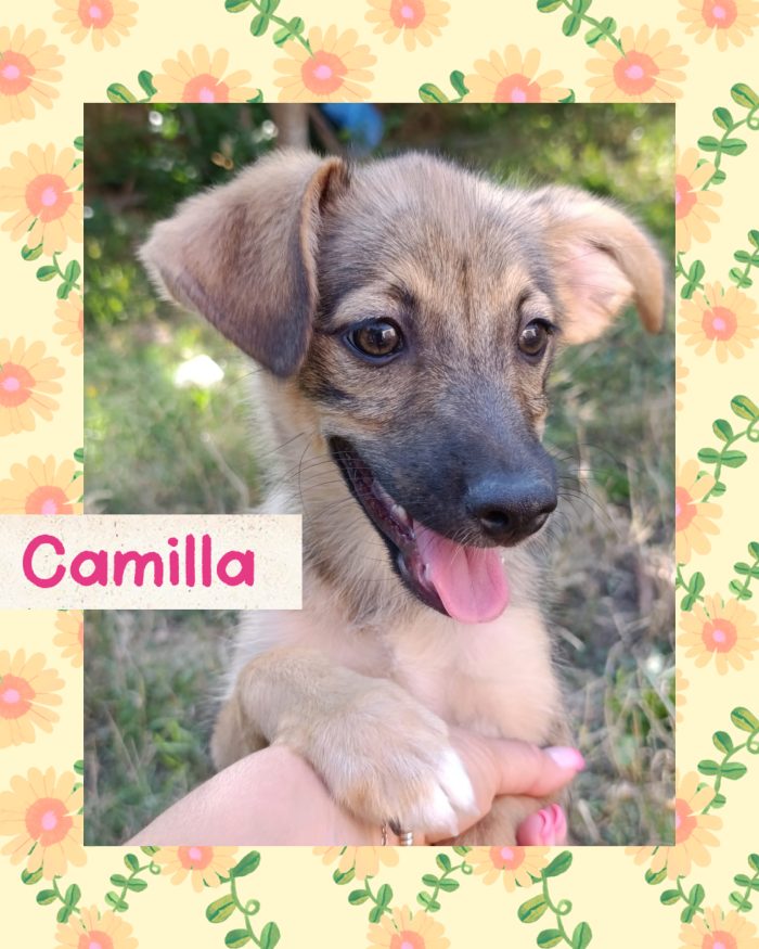 💖🐾 Camilla dolcissima cucciola taglia medio piccola in adozione