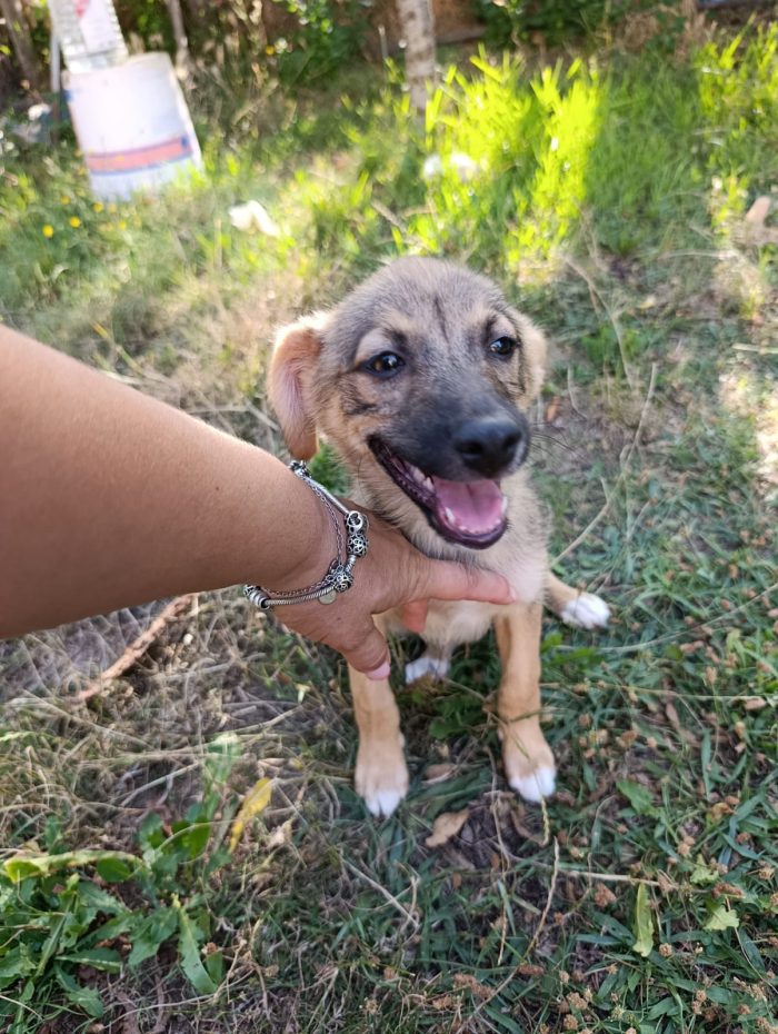 💖🐾 Camilla dolcissima cucciola taglia medio piccola in adozione - media 5