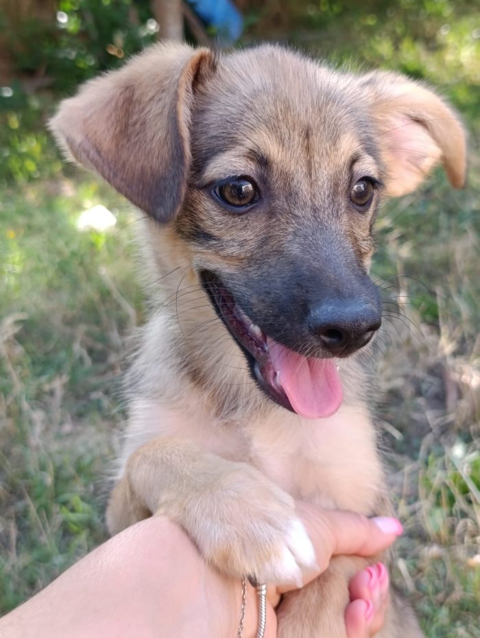 💖🐾 Camilla dolcissima cucciola taglia medio piccola in adozione - media 6