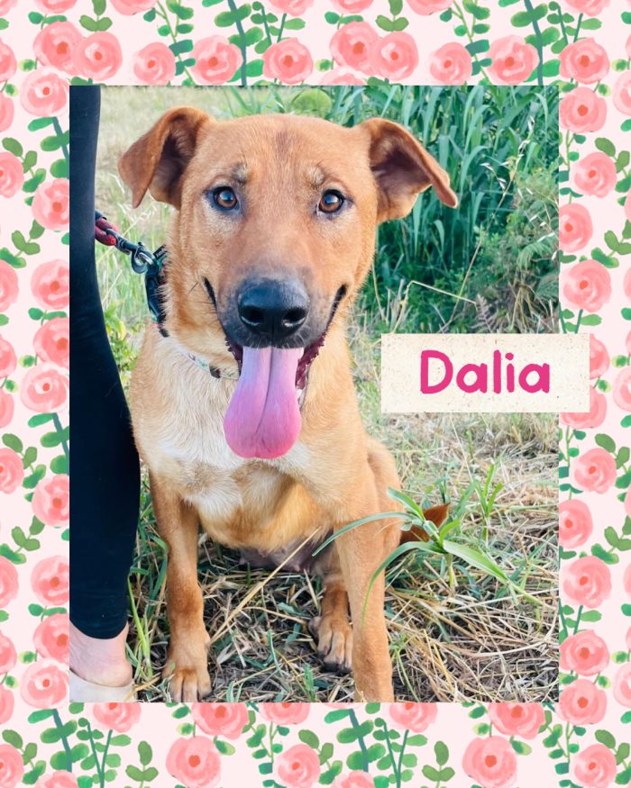 💖🐾 Dalia dolcissima simil Labrador in adozione