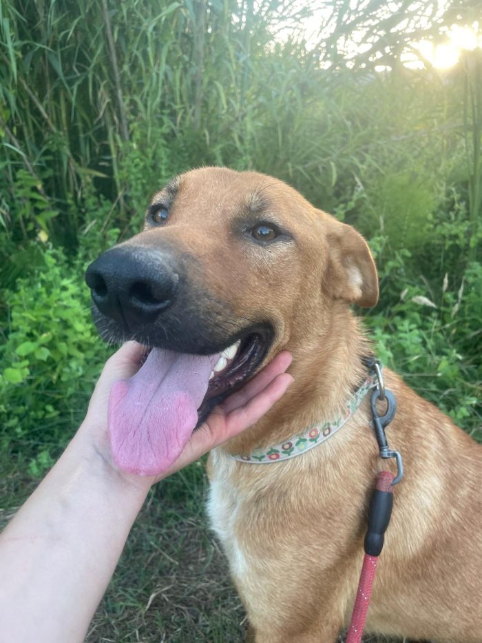 💖🐾 Dalia dolcissima simil Labrador in adozione - media 4