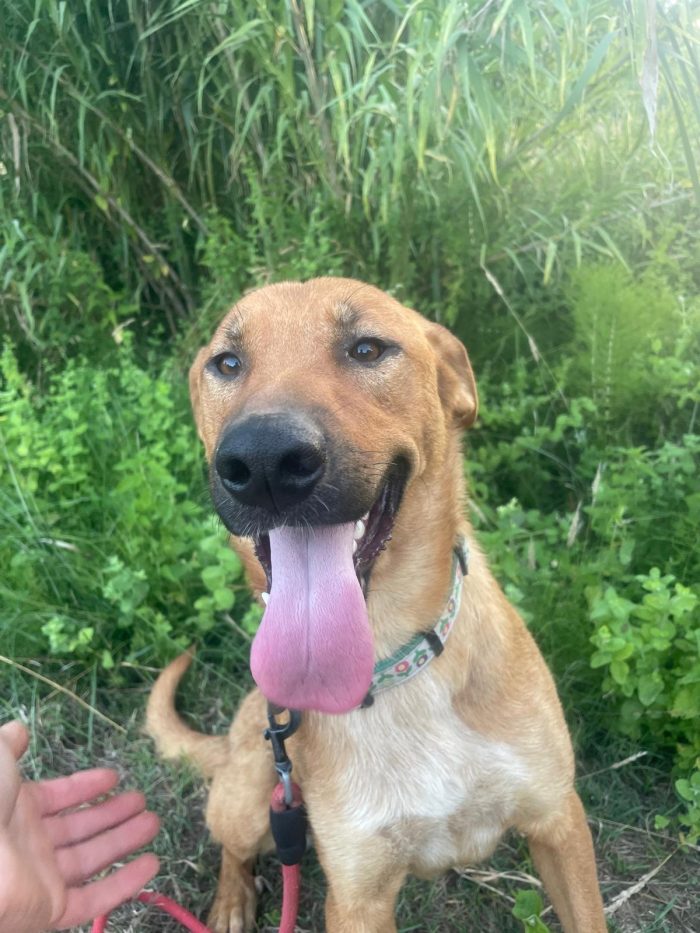💖🐾 Dalia dolcissima simil Labrador in adozione